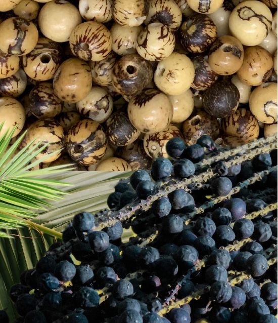 acai fruit, a botanical extract from the amazon rainforest, essential for skin and hair hydration. 
