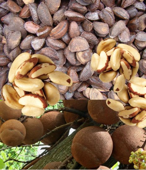 brazil nut, an amazonian fruit with growth, hydration, and strength benefits for hair and skin.