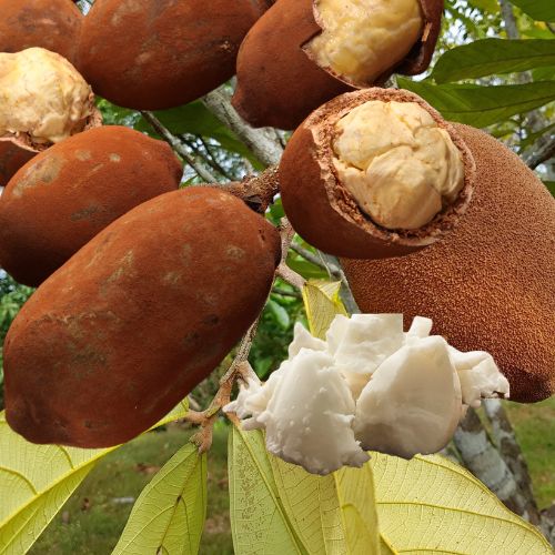 cupuacu fruit from brazil, a botanical extract for preventing dry hair and skin, with protection qualities.
