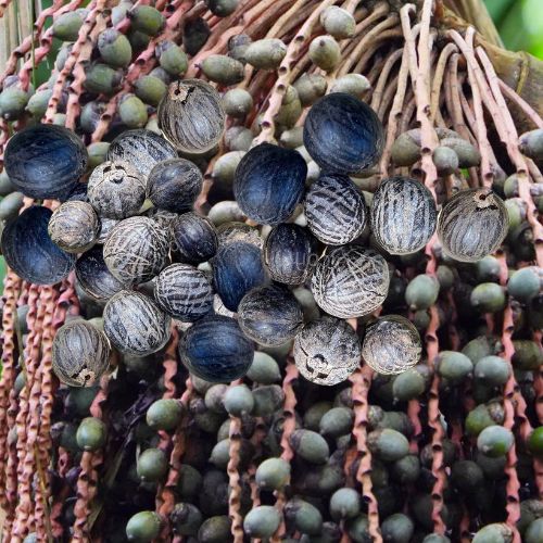 pataua fruit from brazil with seeds in the background, a beauty secret from indigenous amazonians.