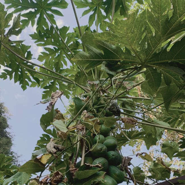 botanical fruit from the amazon that flora amazon uses in amazonian extract oils.