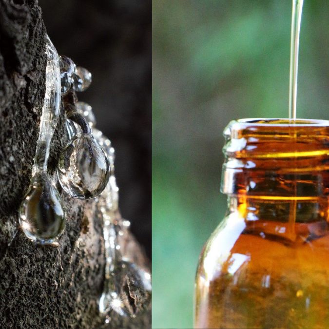 copaiba oil dripping down a tree, next to a bottle full of its botanical oil. 